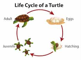 Gratis vector diagram met levenscyclus van zeeschildpadden