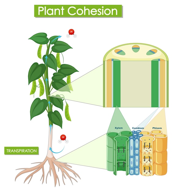 Diagram met plantcohesie