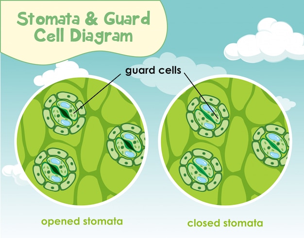 Diagram met plantencel met huidmondjes en bewakingscel