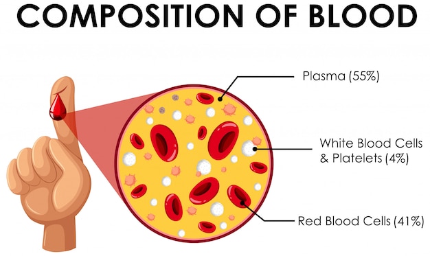 Diagram met samenstelling van bloed