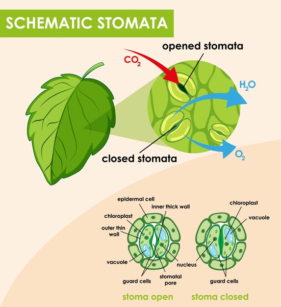 Diagram met schematische huidmondjes