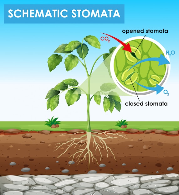 Diagram met schematische huidmondjes