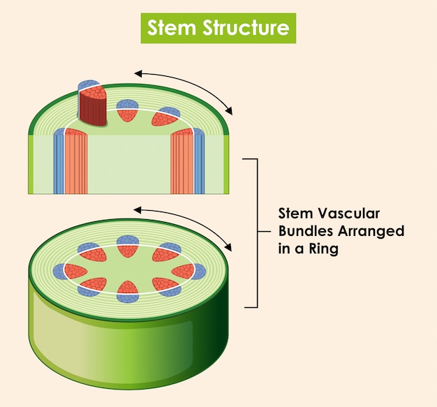 Diagram met steelstructuur