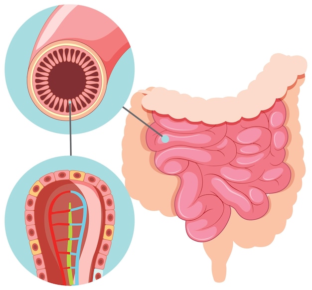 Gratis vector diagram met structuur van de dunne darm