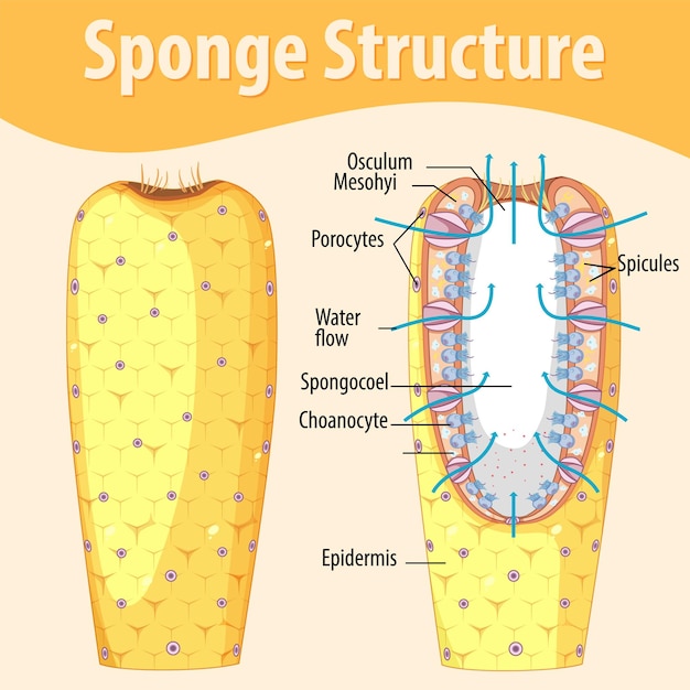 Gratis vector diagram met structuur van spons