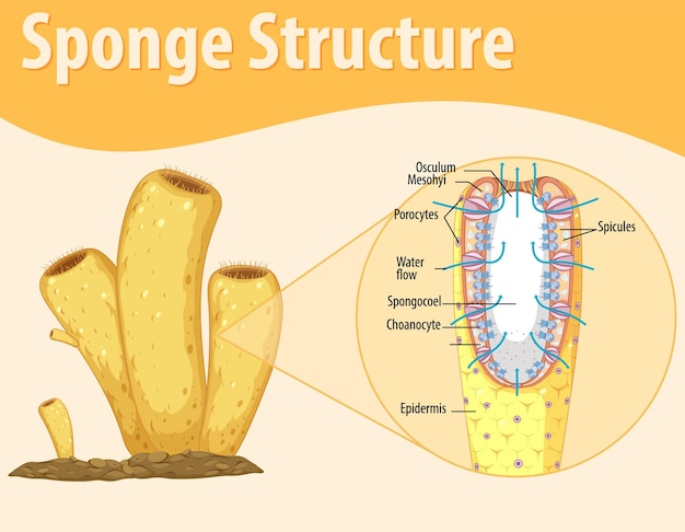 Diagram met structuur van spons