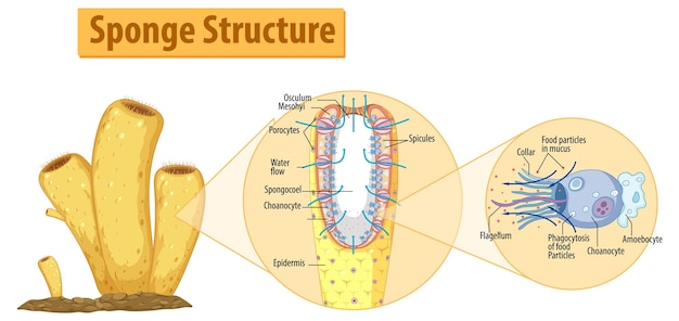 Diagram met structuur van spons