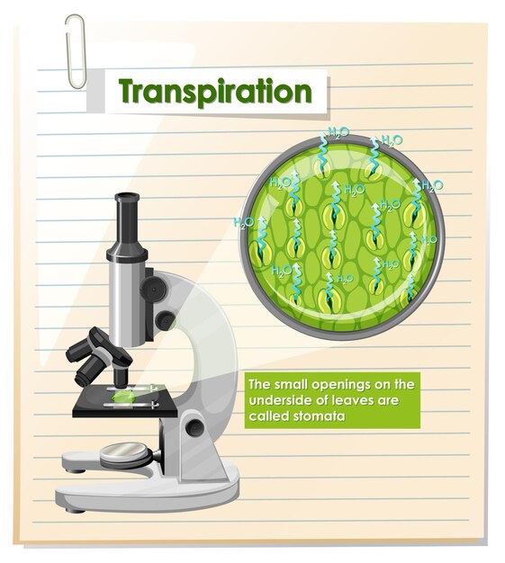 Diagram met transpiratie in plant