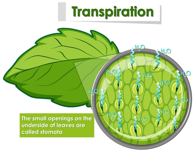 Gratis vector diagram met transpiratie in plant