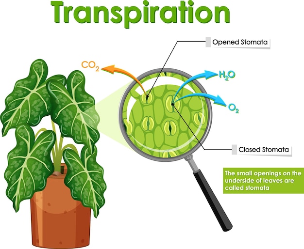 Gratis vector diagram met transpiratie in plant