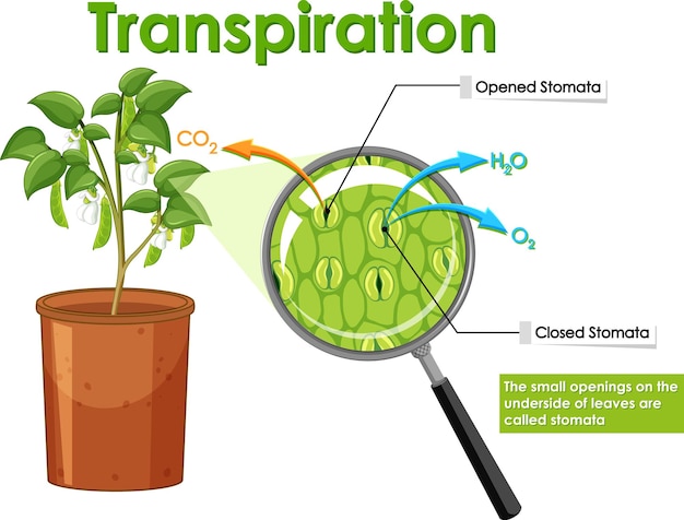 Gratis vector diagram met transpiratie in planten