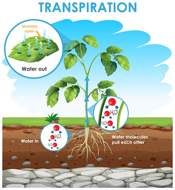 Gratis vector diagram met transpiratie in planten