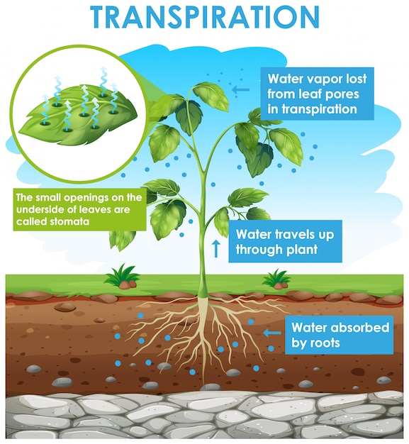 Diagram met transpiratie in planten