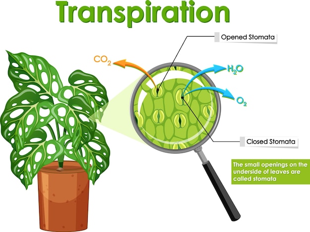 Diagram met transpiratie in planten