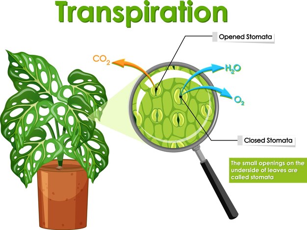 Diagram met transpiratie in planten