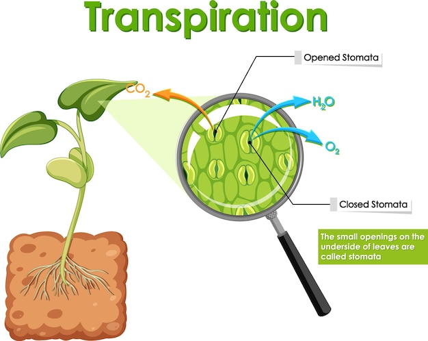 Diagram met transpiratie in planten