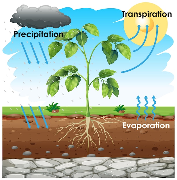 Gratis vector diagram met transpiratie met plant in tuin