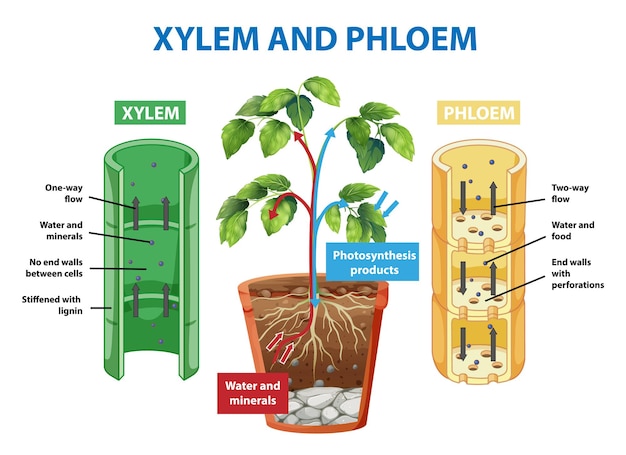 Diagram met xyleem en floëem van de plant