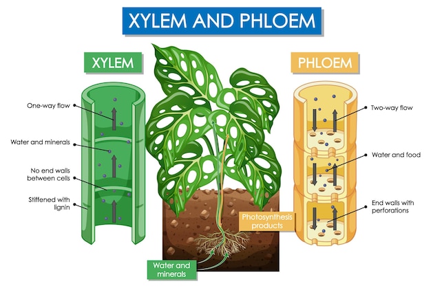 Diagram met xyleem- en floëemplant