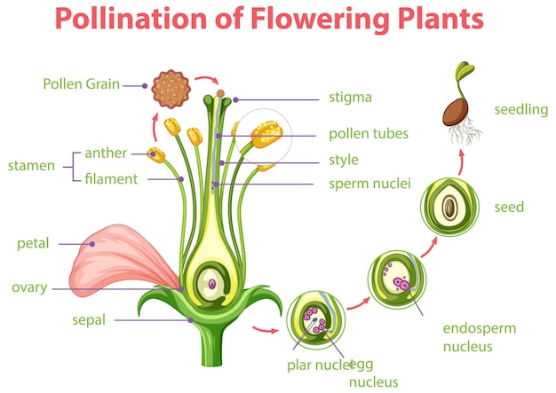 Gratis vector diagram van bestuiving van bloeiende planten