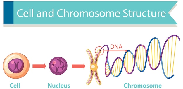 Diagram van cel- en chromosoomstructuur