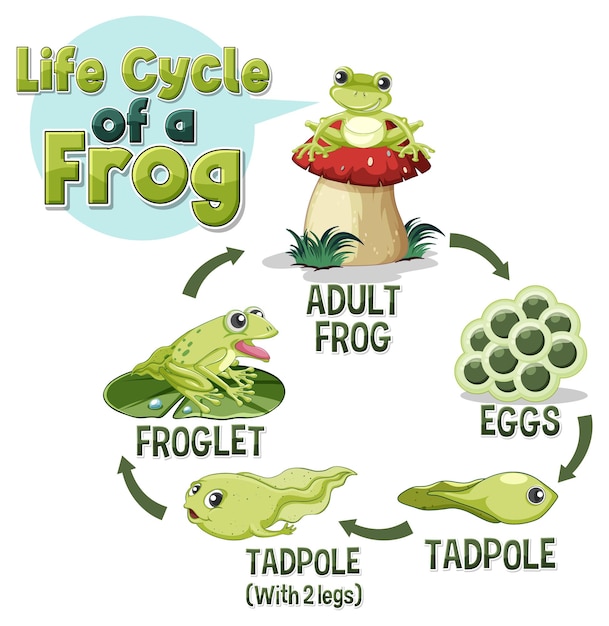 Diagram van de levenscyclus van kikkers