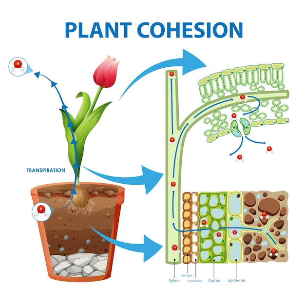 Gratis vector digram met de beweging van water in planten