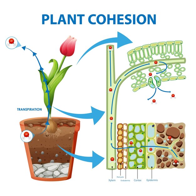 Digram met de beweging van water in planten