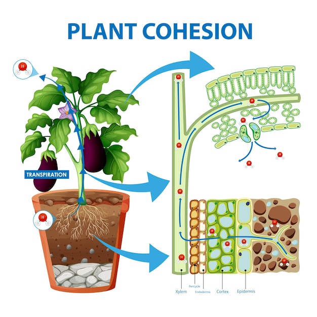 Gratis vector digram met de beweging van water in planten