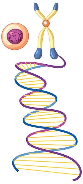 DNA-helixsymbool dat op witte achtergrond wordt geïsoleerd