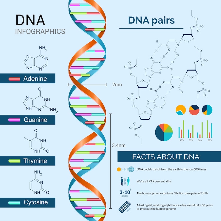 Gratis Vector dna infographics set