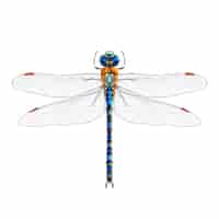 Gratis vector dragonfly realistische geïsoleerd