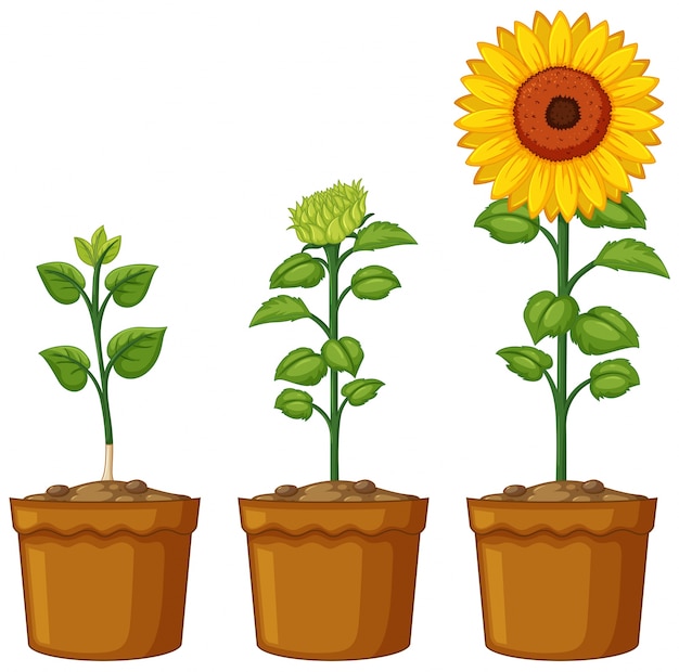 Gratis vector drie potten zonnebloem planten