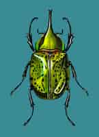 Gratis vector eastern hecules beetle (scarabaeus hyllus)