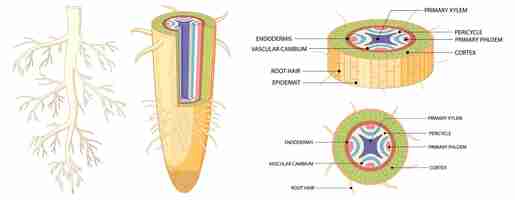 Gratis vector educatieve infographic delen van wortelsystemen en structuur