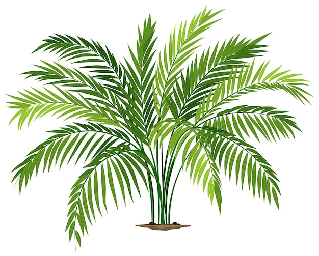 Gratis vector een chamaedorea plant