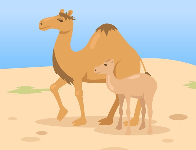 Een moeder van de bultkameel met veulenkind die in woestijn lopen