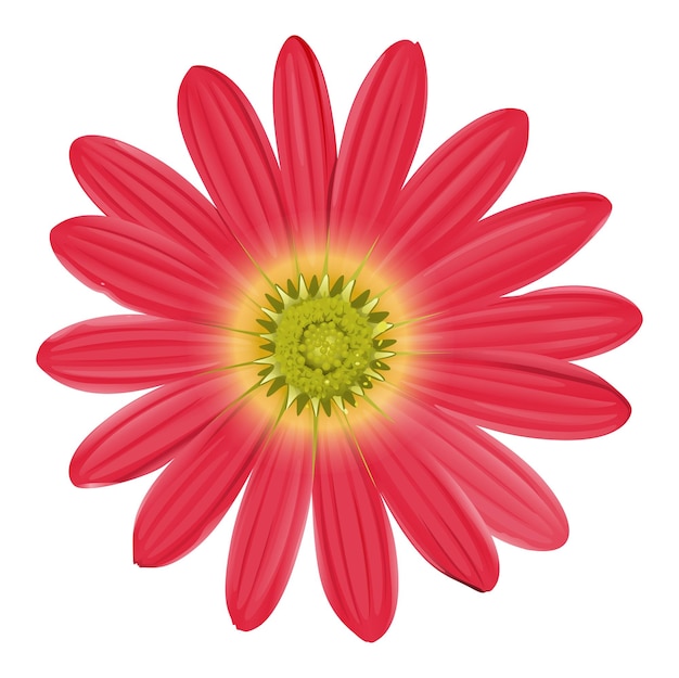 Een roze zonnebloem