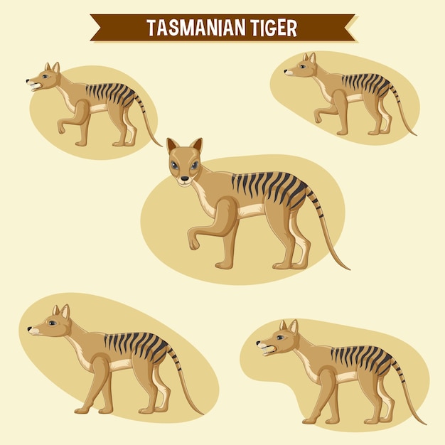 Gratis vector een set tasmaanse tijger stickerset