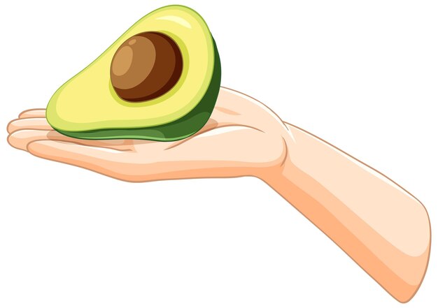 Een verse avocado in de hand