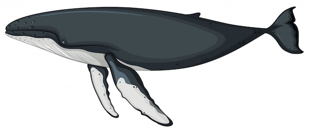 Een walviskarakter op witte achtergrond