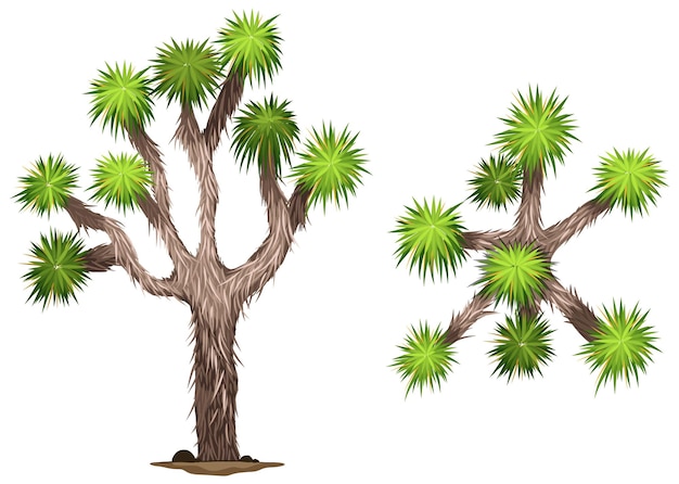 Een yucca brevifolia
