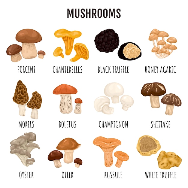 Eetbare paddestoelen infographics set truffel champignon cantharel porcini honing agaric morieljes boletus russule oester olieman soorten met bijschrift cartoon vectorillustratie