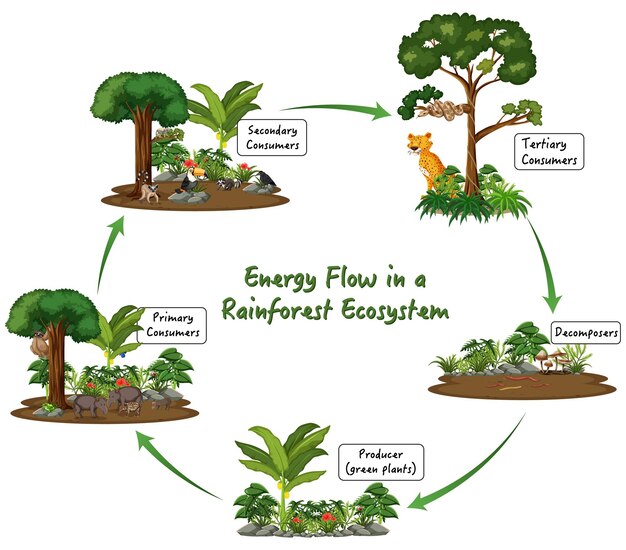 Energiestroom in een regenwoudecosysteem op witte achtergrond