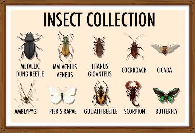 Entomologie lijst van insectencollectie