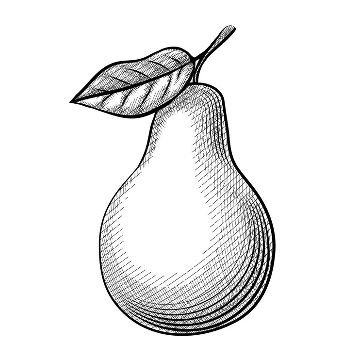 Gratis Vector ets peer. prachtige schets peren met bladeren op een witte achtergrond.
