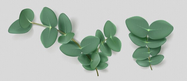 Eucalyptus bladeren en takken aromatisch kruid