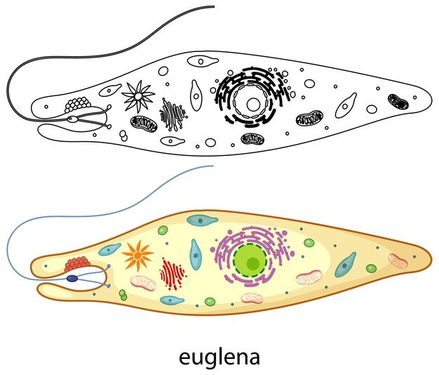 Euglena in kleur en doodle op witte achtergrond