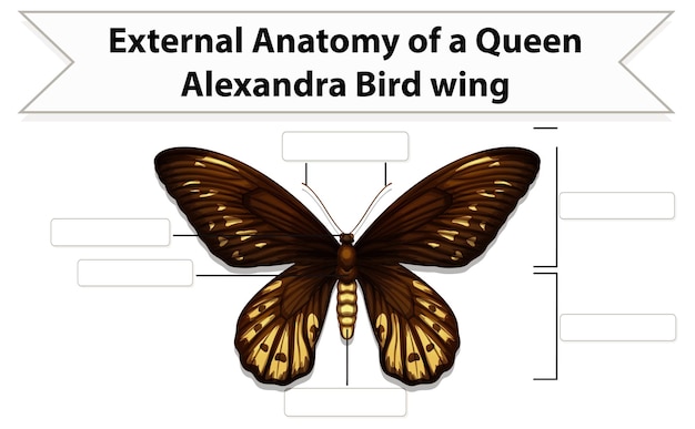 Externe anatomie van een vlinder werkblad