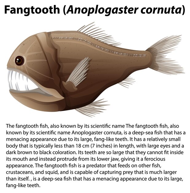 Fangtooth Anoplogaster cornuta met informatieve tekst